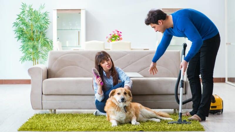 ניקיון לבעלי חיות מחמד